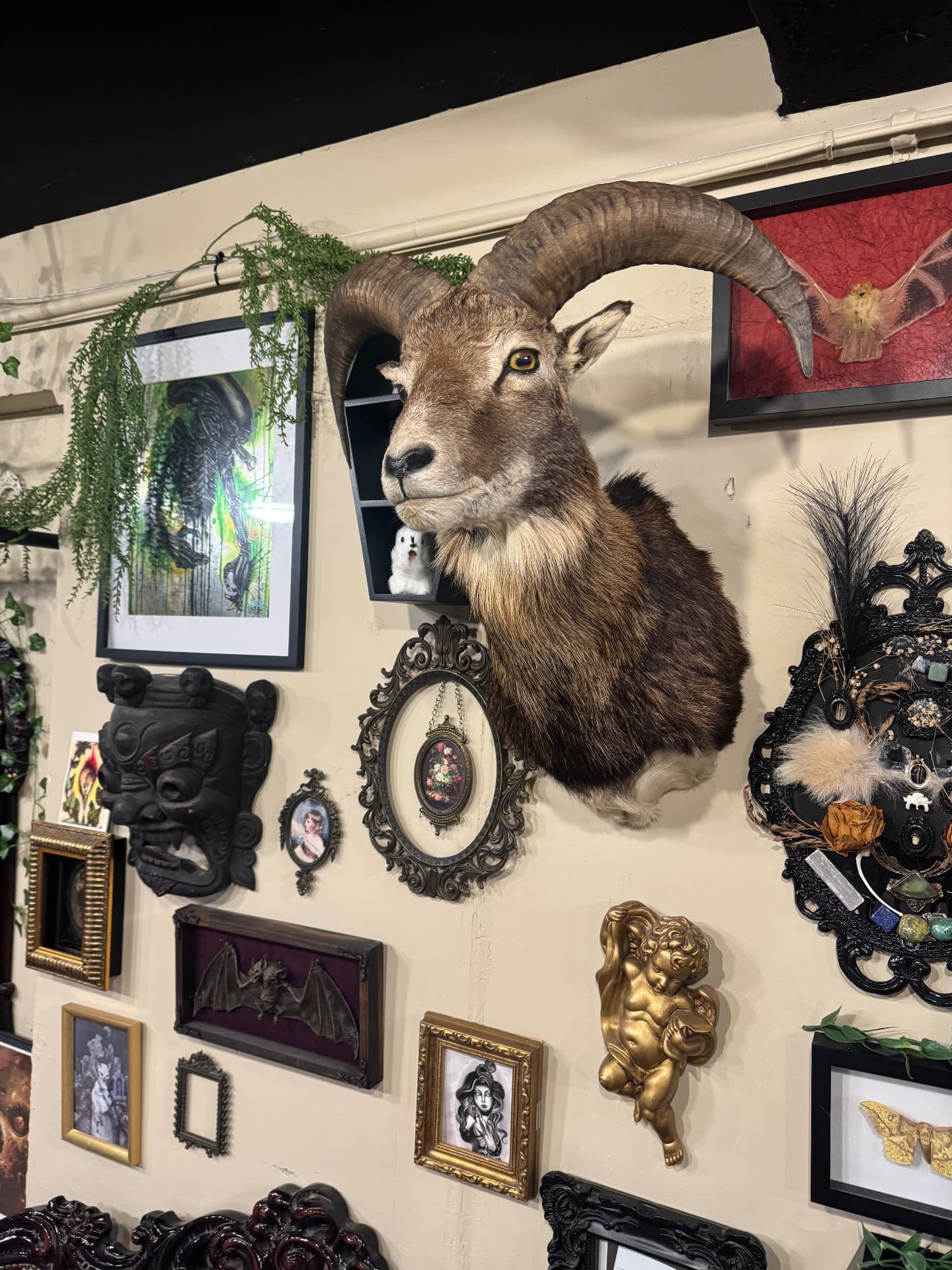 Studio wall with mounted ram taxidermy, framed bats and gilded oddities